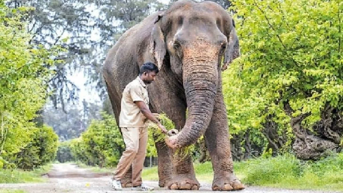 माधुरी हत्तीण कोल्हापुरातच राहणार, पेटाची याचिका सर्वोच्च न्यायालयाने फेटाळली