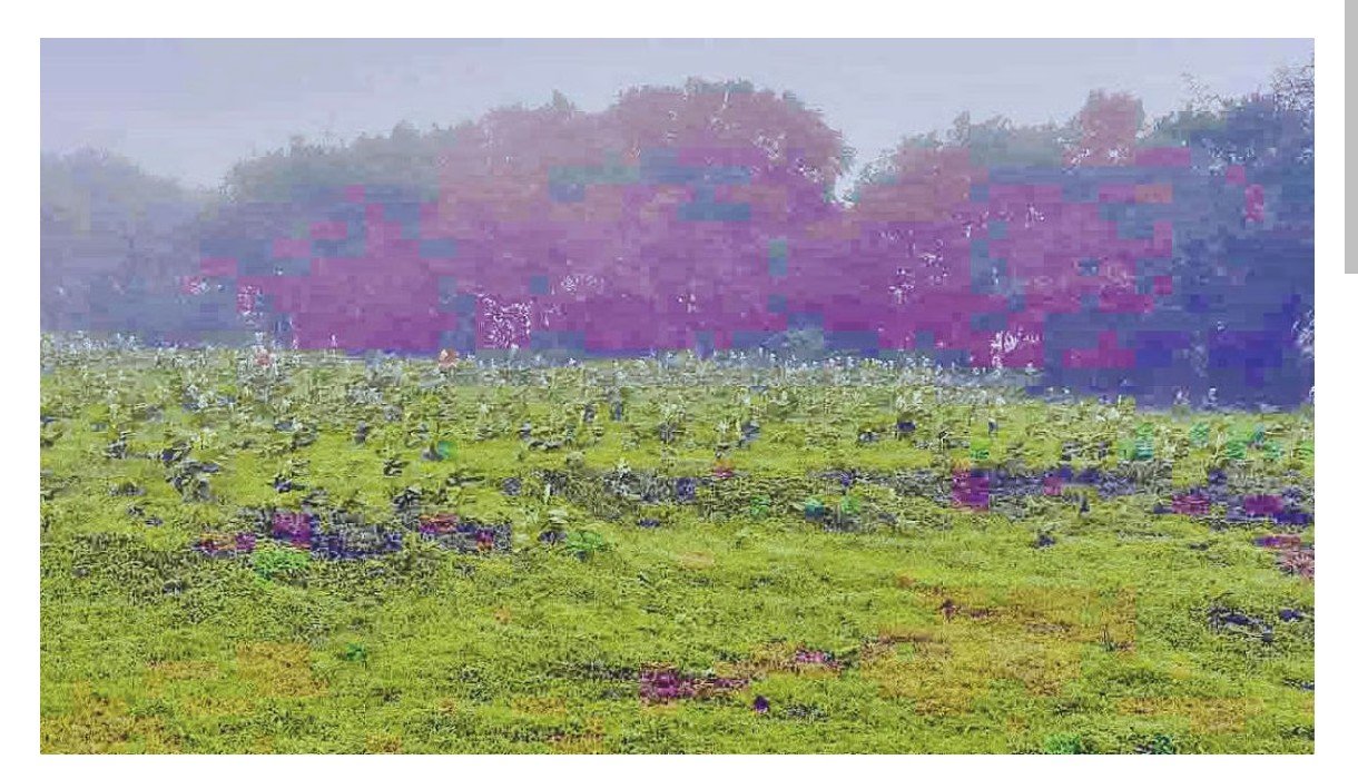 कास पठारावर फुलोत्सवाची चाहूल