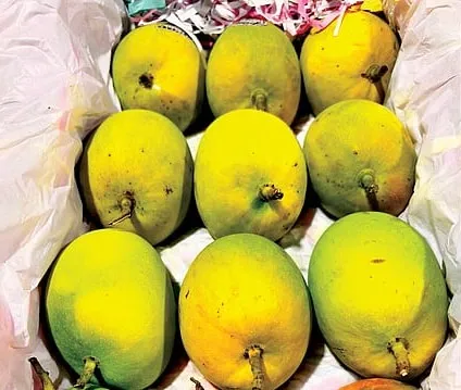 कोल्हापूरात दाखल झाला तामिळनाडूचा हापूस आंबा